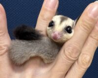 フクロモモンガの画像5