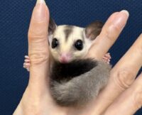 フクロモモンガの画像2