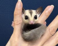 フクロモモンガの画像7