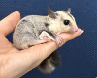 フクロモモンガの画像9