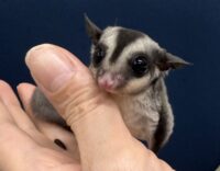フクロモモンガの画像11