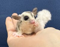 フクロモモンガの画像3