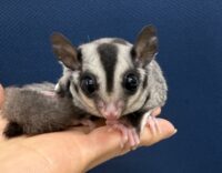 フクロモモンガの画像2