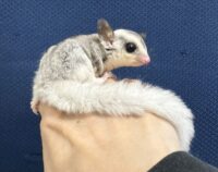 フクロモモンガの画像12