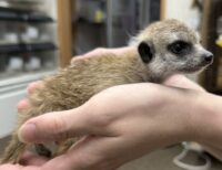 ミーアキャットベビー♂（2026年2月産まれ）とっても良い仔♪の画像6