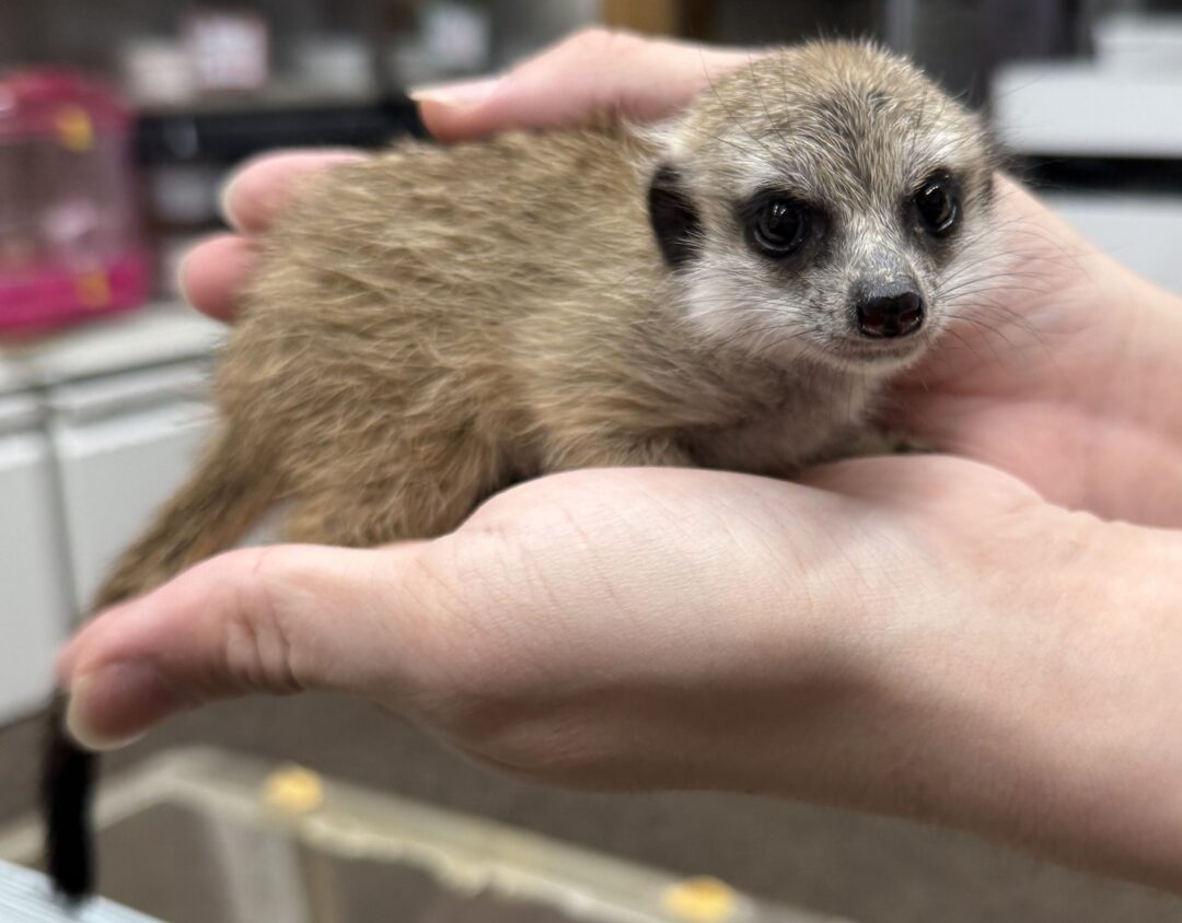 ミーアキャットベビー♂（2026年2月産まれ）とっても良い仔♪のメイン画像