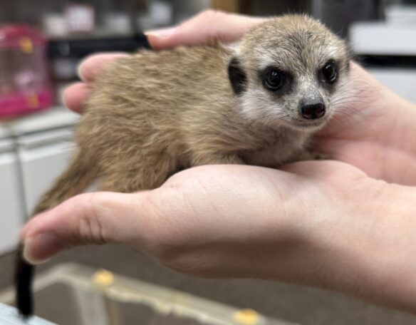 ミーアキャットベビー♂（2026年2月産まれ）とっても良い仔♪のメイン画像