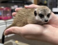 ミーアキャットベビー♂（2026年2月産まれ）とっても良い仔♪の画像7