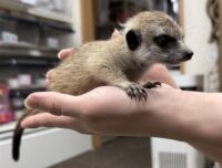 ミーアキャットベビー♂（2026年2月産まれ）とっても良い仔♪の画像2