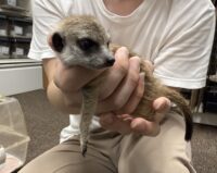 ミーアキャットベビー♂（2026年2月産まれ）とっても良い仔♪の画像8