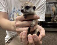 ミーアキャットベビー♂（2026年2月産まれ）とっても良い仔♪の画像4