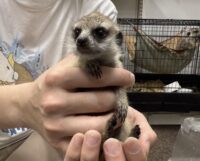 ミーアキャットベビー♂（2026年2月産まれ）とっても良い仔♪の画像1