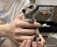 ミーアキャットベビー♂（2026年2月産まれ）とっても良い仔♪の画像9