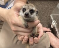 ミーアキャットベビー♂（2026年2月産まれ）とっても良い仔♪の画像10