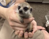 ミーアキャットベビー♂（2026年2月産まれ）とっても良い仔♪の画像3