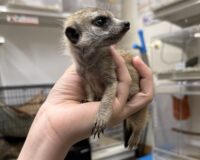 ミーアキャットベビー♂（2026年2月産まれ）とっても良い仔♪の画像11