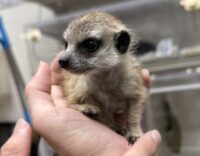 ミーアキャットベビー♂（2026年2月産まれ）とっても良い仔♪の画像5