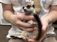 ミーアキャットベビー♀（2026年2月産まれ）とっても良い仔♪の画像6