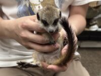 ミーアキャットベビー♀（2026年2月産まれ）とっても良い仔♪の画像11