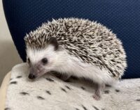 ハリネズミ（国産ベビー：ソルト＆ペッパー♂）の画像3