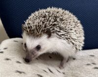 ハリネズミ（国産ベビー：ソルト＆ペッパー♂）の画像8