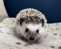 ハリネズミ（国産ベビー：ソルト＆ペッパー♂）の画像6