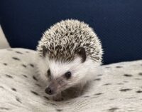 ハリネズミ（国産ベビー：ソルト＆ペッパー♂）の画像9