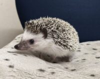 ハリネズミ（国産ベビー：ソルト＆ペッパー♂）の画像4