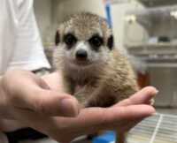 ミーアキャットベビー♀（2026年2月産まれ）とっても良い仔♪の画像3