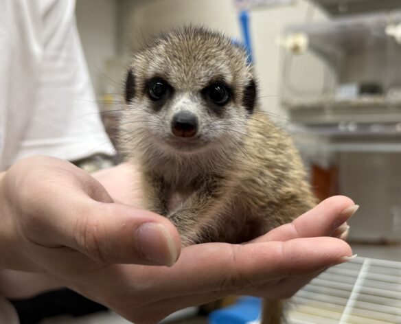 ミーアキャットベビー♀（2026年2月産まれ）とっても良い仔♪のメイン画像