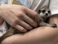 ミーアキャットベビー♀（2026年2月産まれ）とっても良い仔♪の画像5