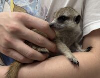 ミーアキャットベビー♀（2026年2月産まれ）とっても良い仔♪の画像4