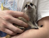 ミーアキャットベビー♀（2026年2月産まれ）とっても良い仔♪の画像8