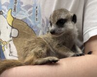 ミーアキャットベビー♀（2026年2月産まれ）とっても良い仔♪の画像9