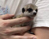 ミーアキャットベビー♀（2026年2月産まれ）とっても良い仔♪の画像10