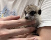 ミーアキャットベビー♀（2026年2月産まれ）とっても良い仔♪の画像7