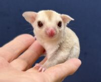 フクロモモンガの画像5