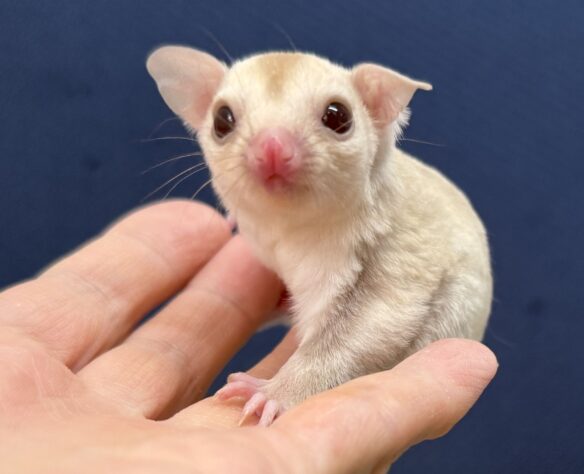 フクロモモンガのメイン画像