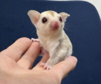 フクロモモンガの画像3