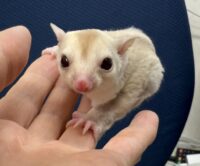 フクロモモンガの画像6