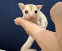 フクロモモンガの画像4