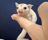 フクロモモンガの画像7