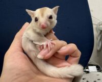 フクロモモンガの画像8