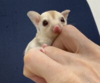 フクロモモンガの画像9