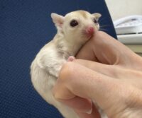 フクロモモンガの画像1