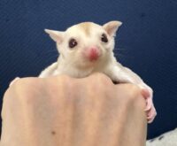 フクロモモンガの画像10