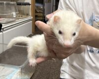 フェレットの画像9
