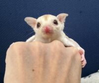 フクロモモンガの画像2