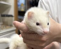フェレットの画像5