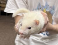 フェレットの画像6